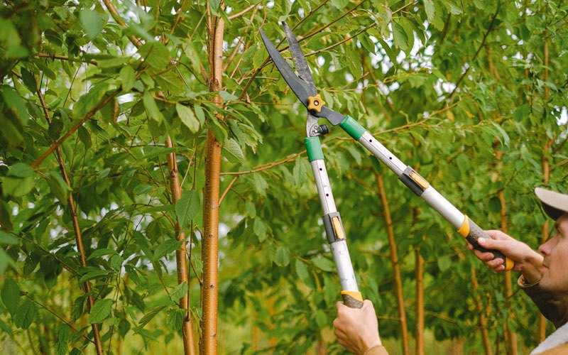 Tree trimming in Wolfeboro, NH