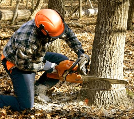 Tree Removal in Wolfeboro, NH